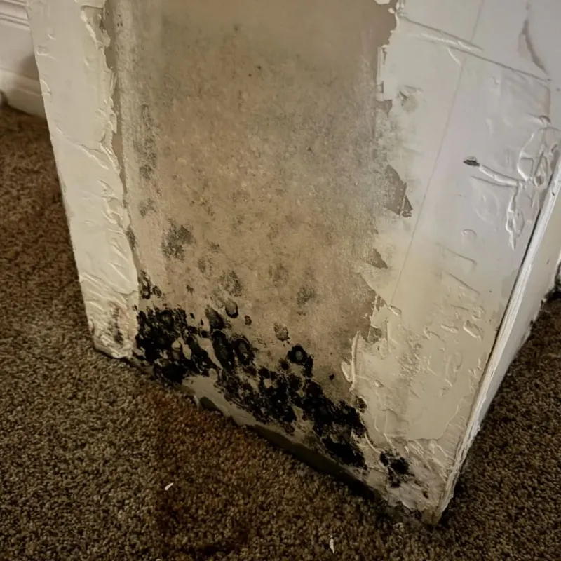 Professional Mold Removal in Cedarville, OH